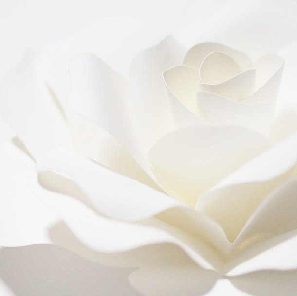 白色花朵丝绸高清摄影