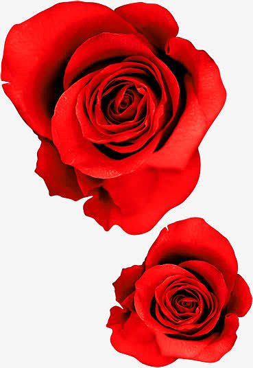 红色玫瑰花光棍节