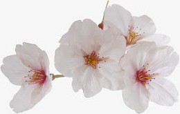白色桃花花枝舞台灯光