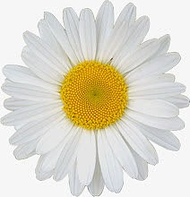 白色菊花花朵舞台灯光