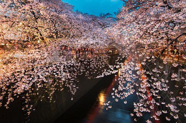 绚丽唯美河流樱花摄影图