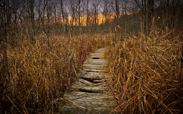 芦苇小道荒凉一片