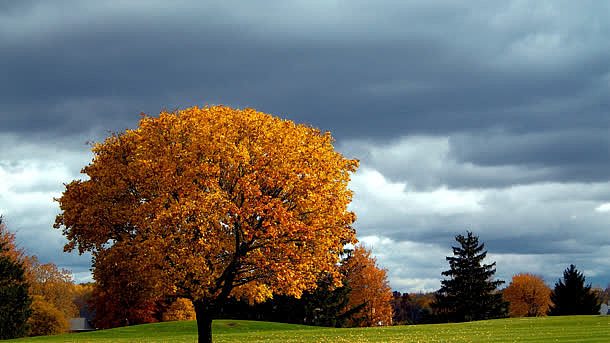 秋天黄色枫树天空渲染