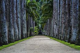 深邃树林抽象美景