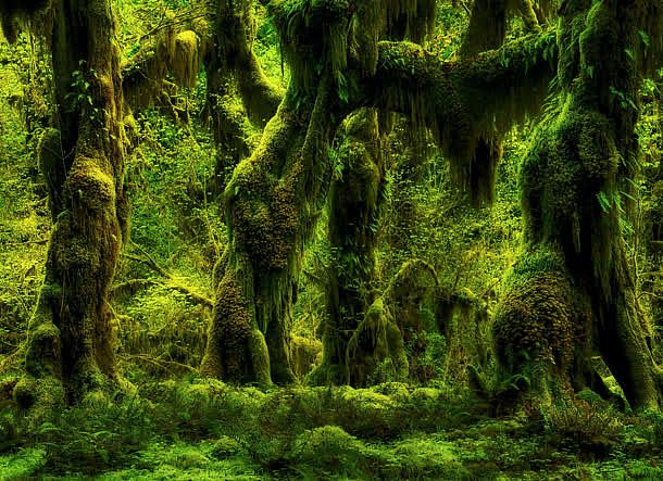 绿色森林手绘树木高清