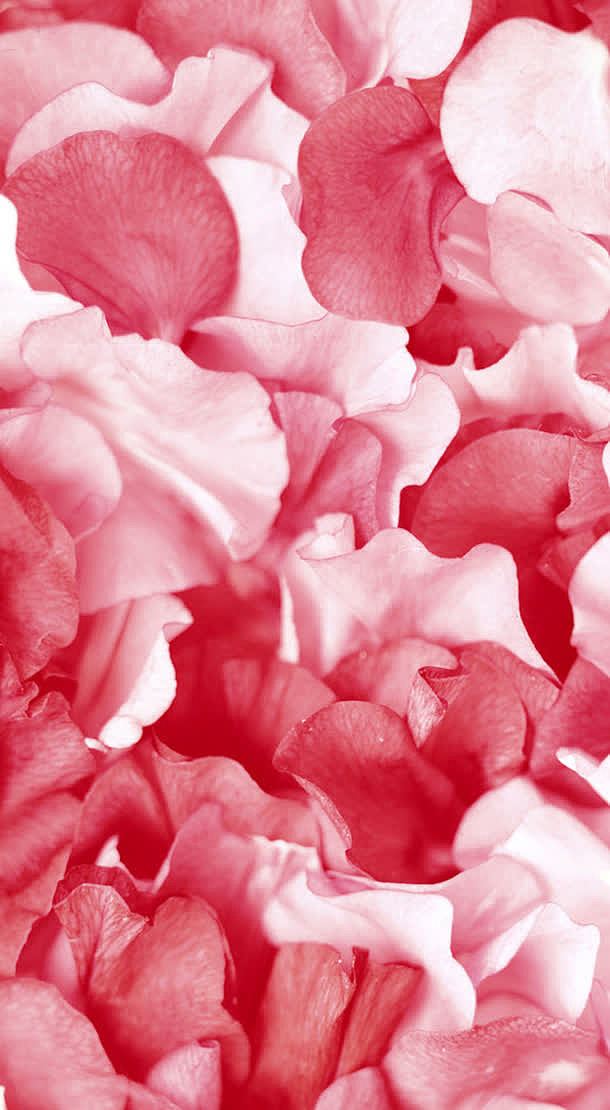 粉色红色花瓣高清壁纸