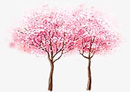 日本樱花树高清彩绘合成