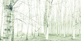 没有树叶的小树林海报背景