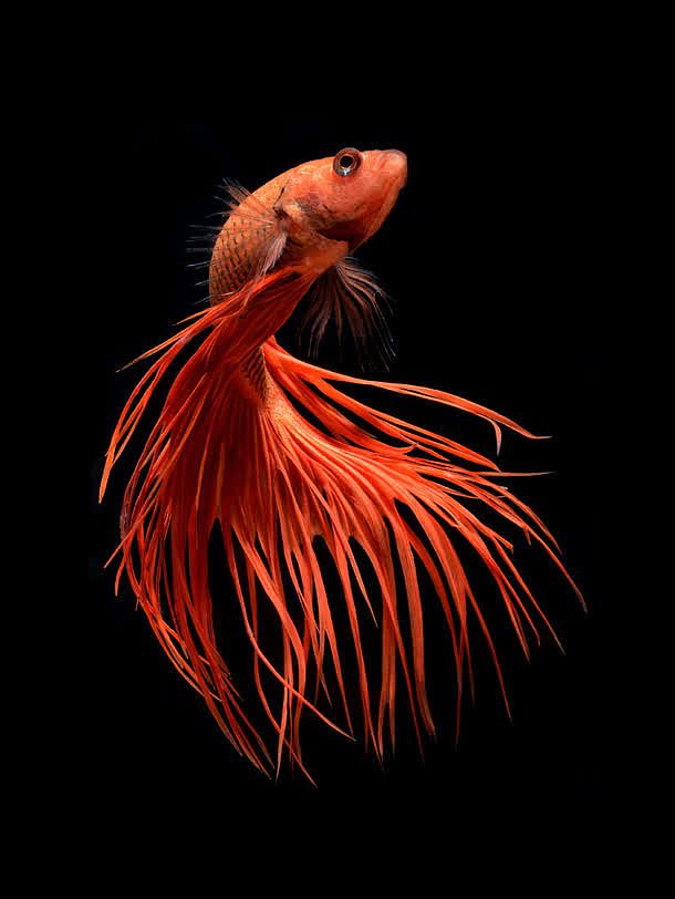 长尾红色热带鱼海报背景