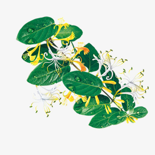 金银花药材露珠高清