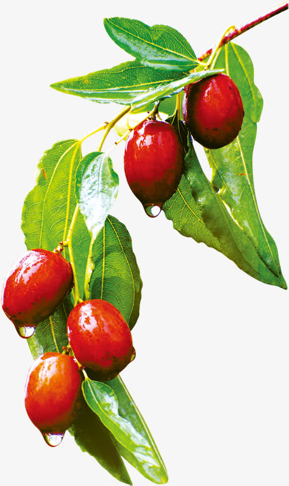 红枣新鲜乡下天然素材免费下载_觅元素