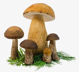 野外蘑菇菌类新鲜