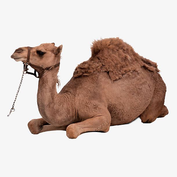 高清卧倒的棕色骆驼