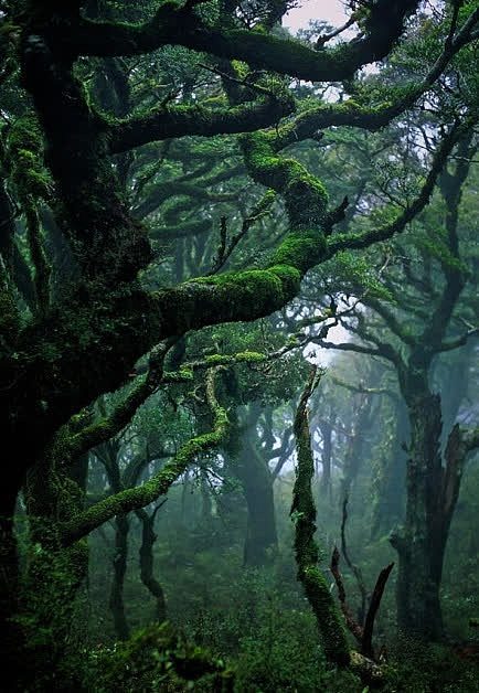 梦幻绿色热带雨林