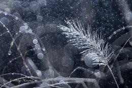 晨曦露水情缘壁纸