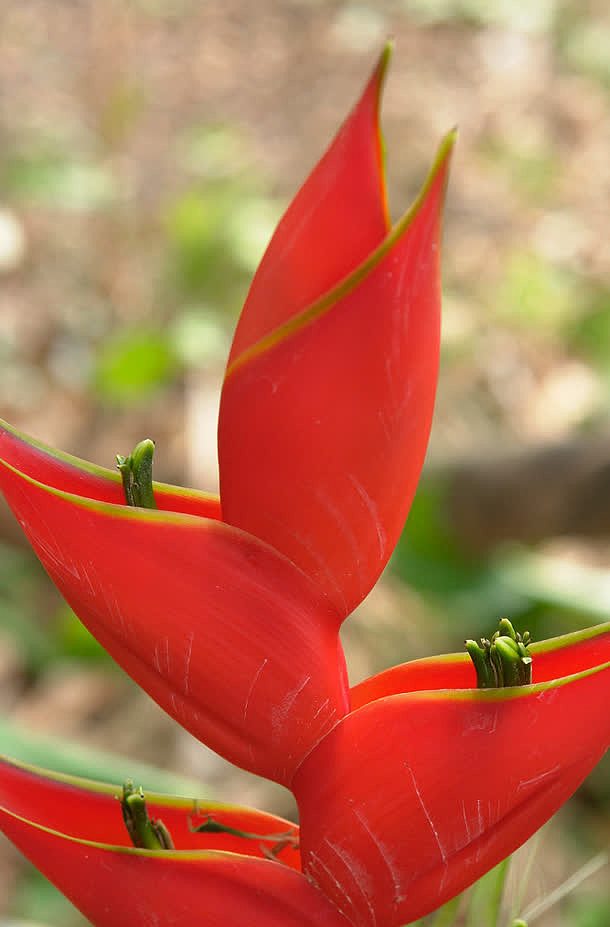 红色植物高清鲜花