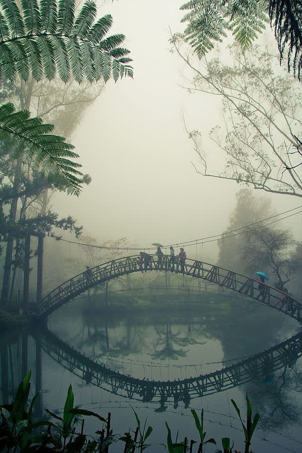 迷雾里的小桥植物