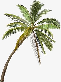 正面摄影风景区的棕榈树高清