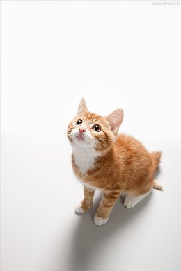 仰望的棕色可爱小猫