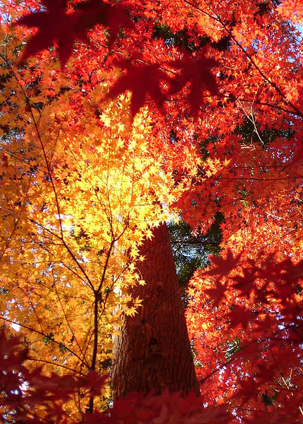红色秋季枫叶树林
