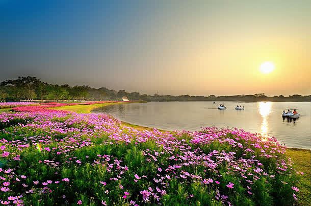 阳光海边的粉色花朵