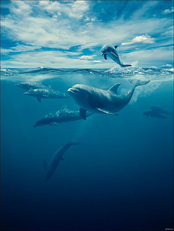 唯美意境海豚海洋