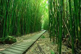 清晨清新竹林小路