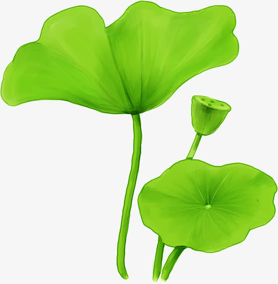 手绘绿色荷叶莲子免抠素材免费下载_觅元素51yuansu.com
