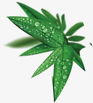 绿色竹叶端午节海报