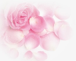 粉色梦幻玫瑰花朵花瓣