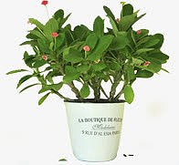 花草盆栽白色花盆