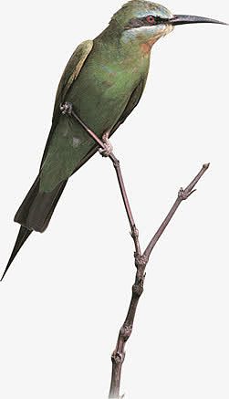 高清摄影停在树上的小鸟