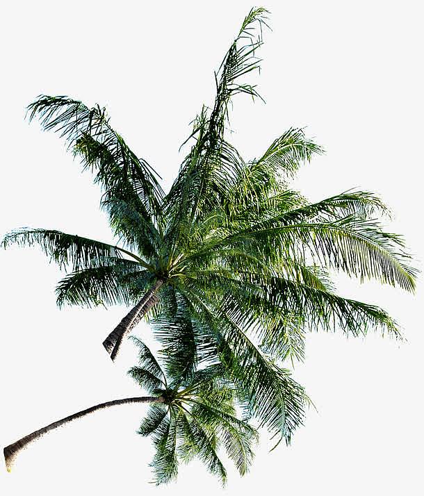风中的椰子树淘宝促销