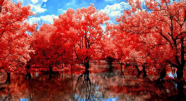 红色梦幻树林风景