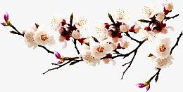 高清白色桃花装饰树枝
