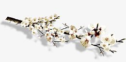 高清摄影白色桃花合成