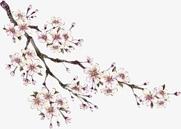 手绘白粉梅花桃花图