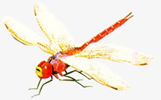 高清红色蜻蜓装饰