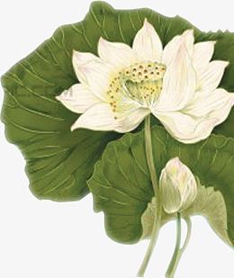 清新白色莲花廉政