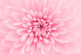粉红色鲜花背景