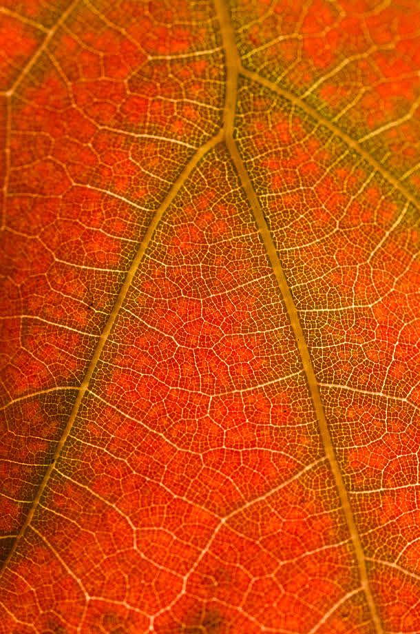 红色叶子叶脉