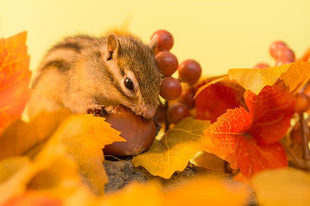 秋天的叶子和花栗鼠摄影