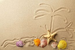 沙滩上的海星与贝壳