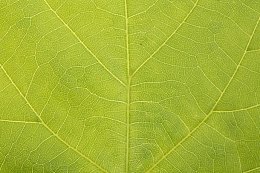 树叶清新的纹理