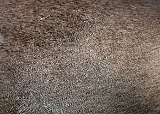 灰色动物毛皮摄影