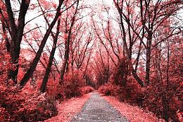 秋天树林道路风景