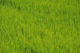 地面上长着的野草