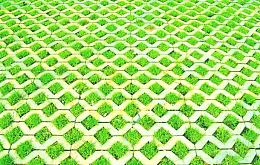 地砖里的草
