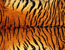 老虎皮