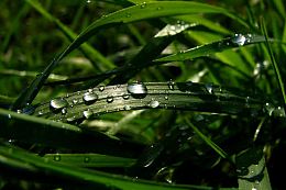 带水珠的植物叶子背景
